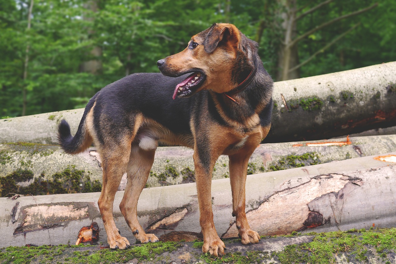 最新犬类科技、品种及趋势深度探讨